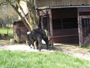 belle laine lu Horaccio est un alpaga noir mais plus très longtemps
