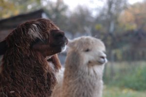 Deux alpagas au Luxembourg